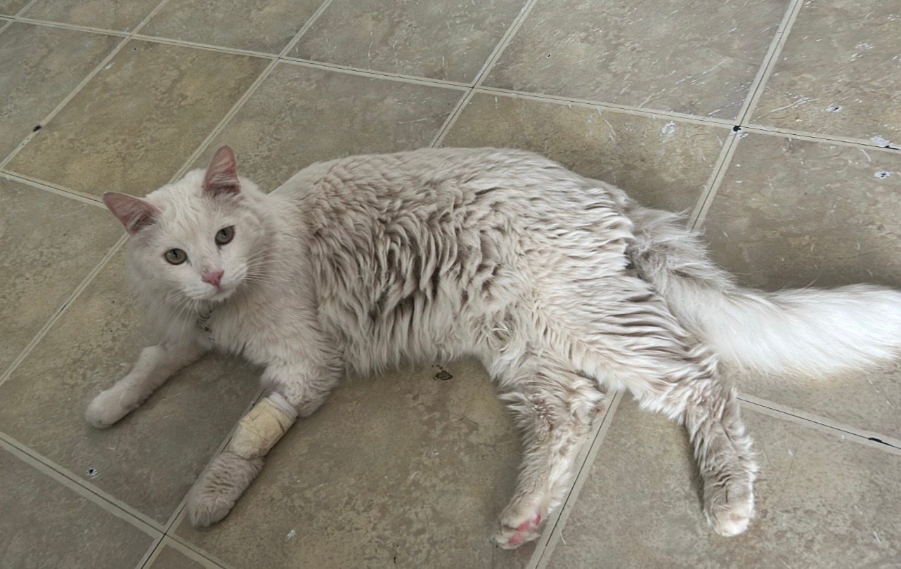 Gato perdido "Rufino" en 1128, José Antonio Álvarez Condarco, Barrio Laprida, Distrito Villa Hipódromo, Departamento Godoy Cruz, Mendoza, 5501, Argentina (foto 3 de 4)