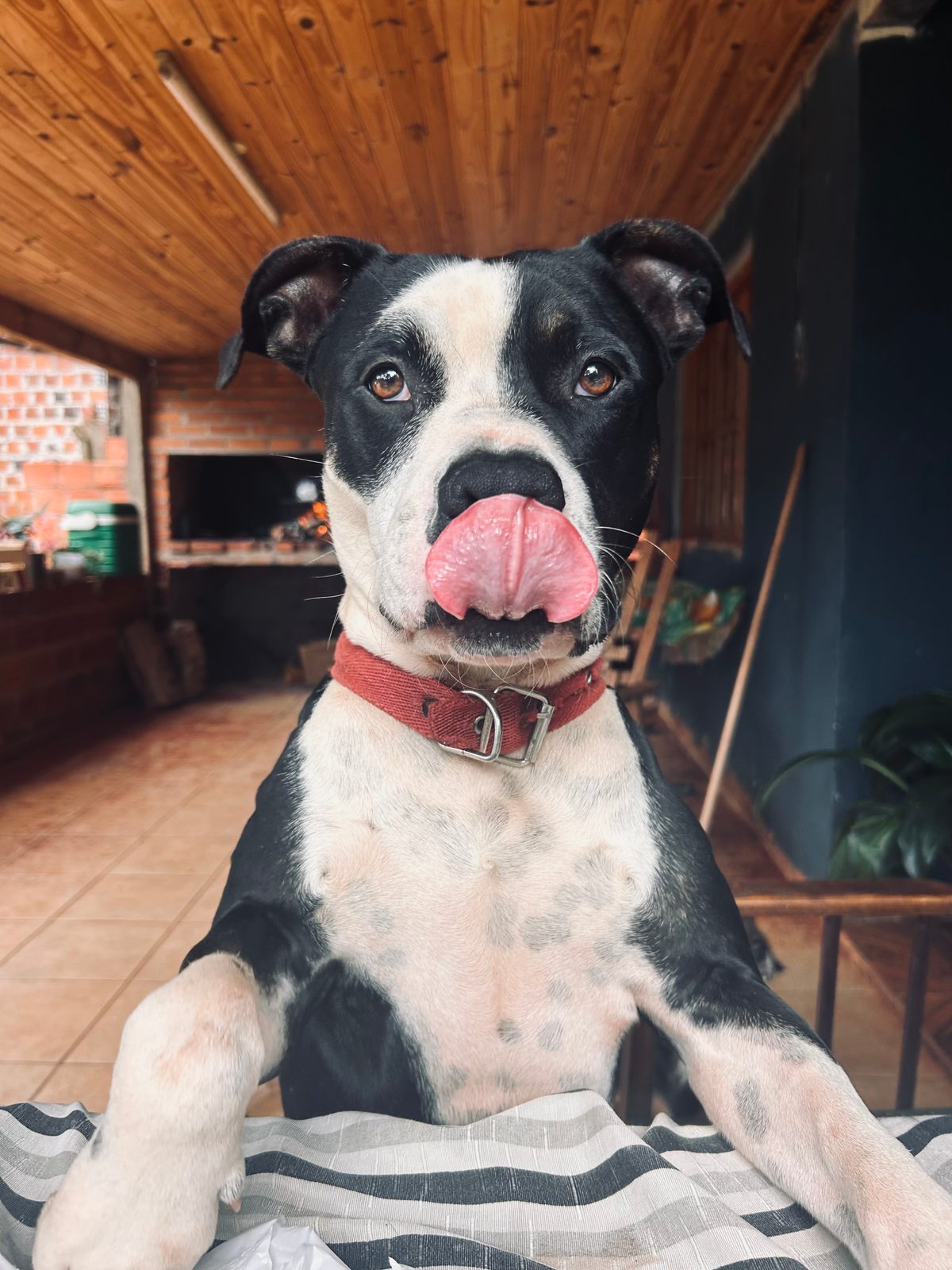 Mailo — en adopción — en Misiones