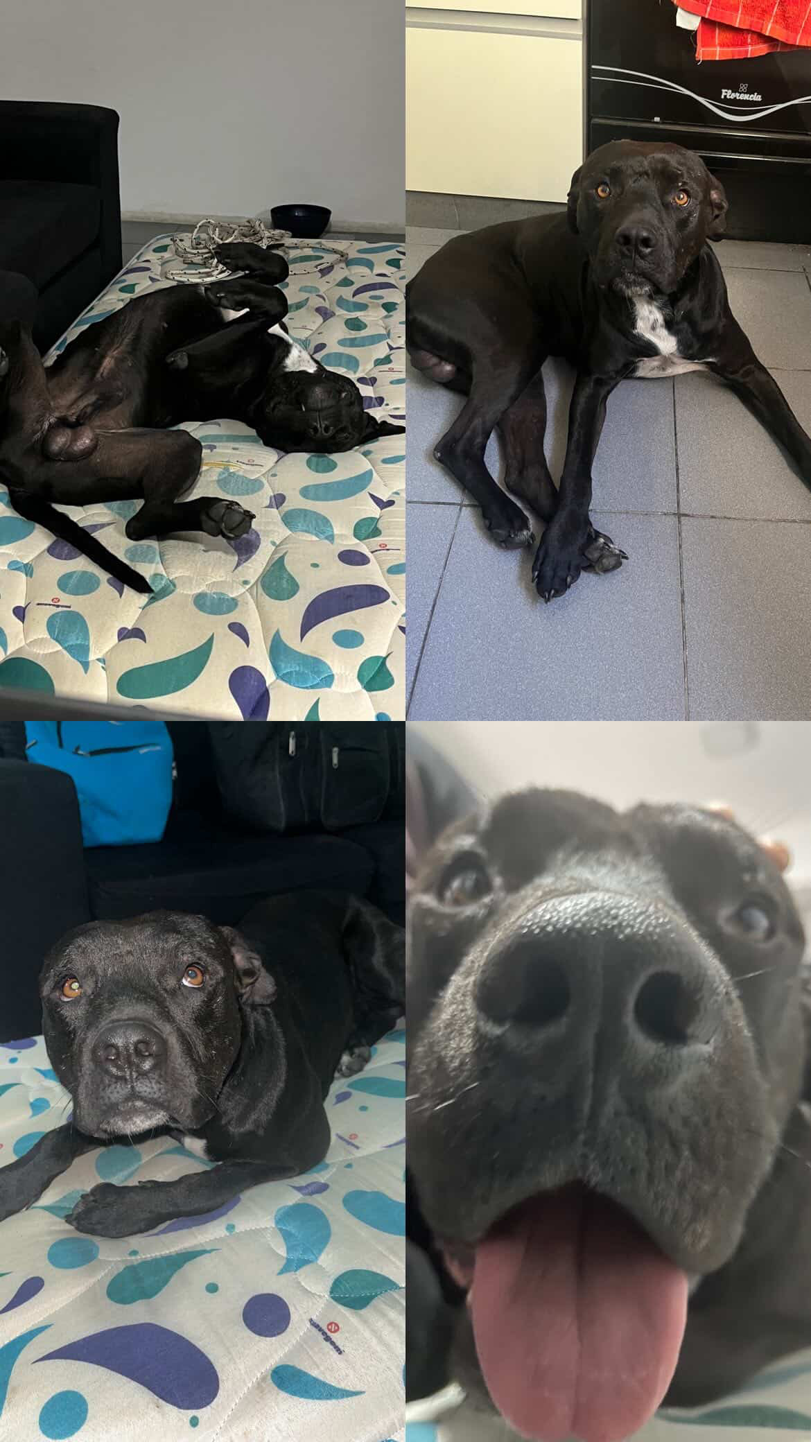 Negro — en adopción — en Sur