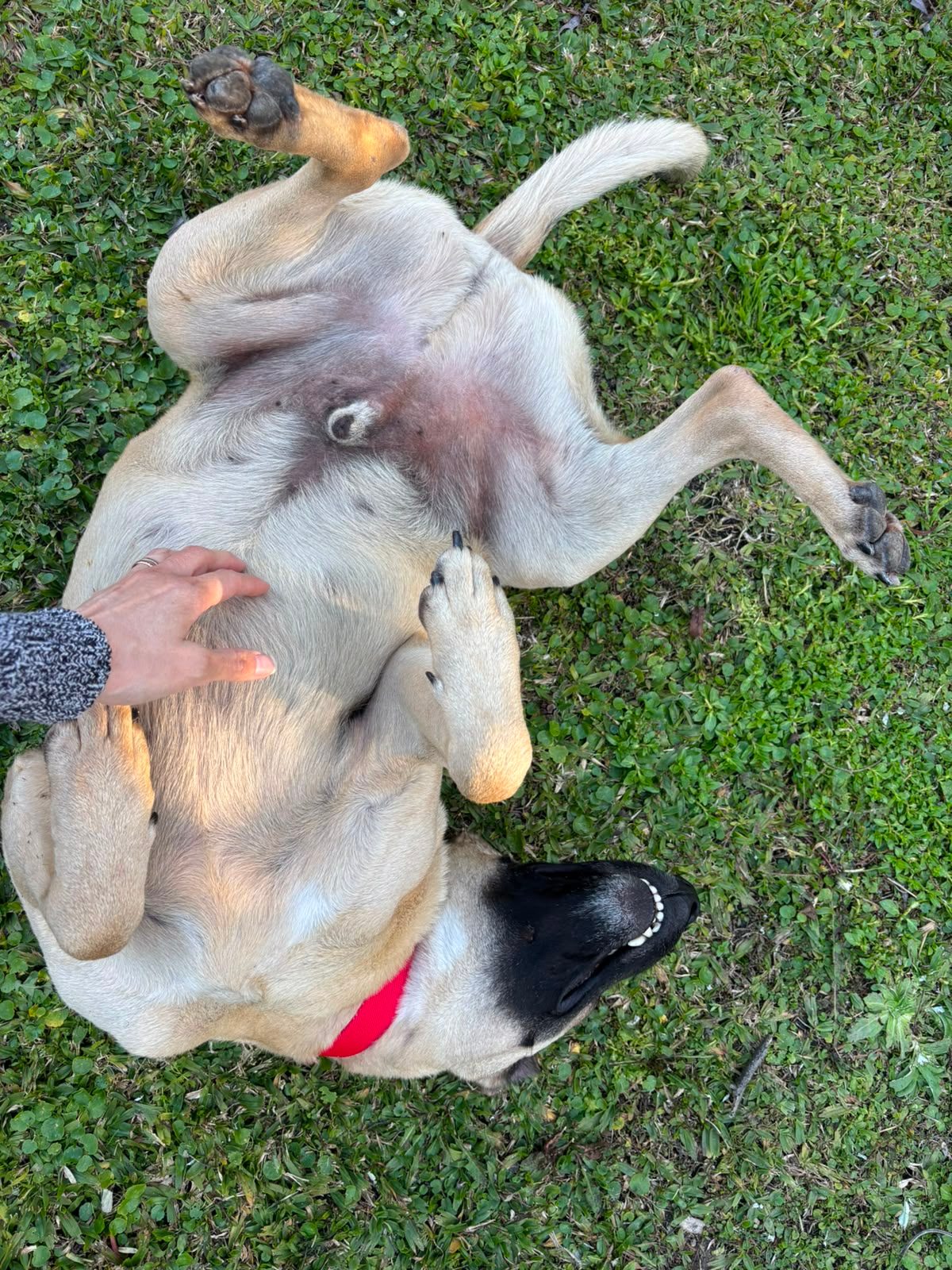 Animal — encontrado — en Canning