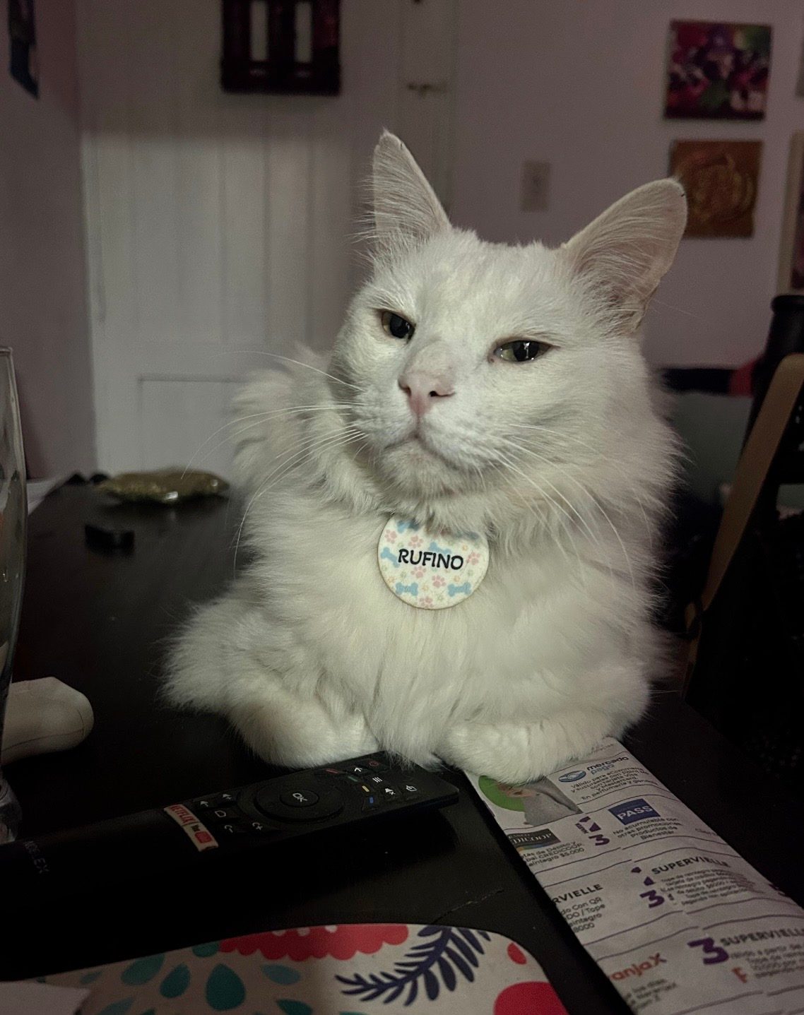 Gato perdido "Rufino" en 1128, José Antonio Álvarez Condarco, Barrio Laprida, Distrito Villa Hipódromo, Departamento Godoy Cruz, Mendoza, 5501, Argentina (foto 4 de 4)