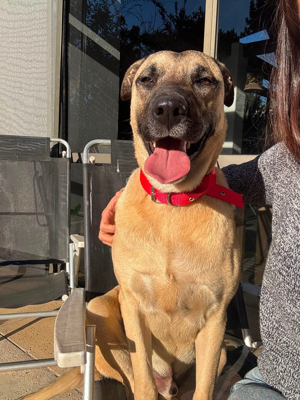 Animal — encontrado — en Canning