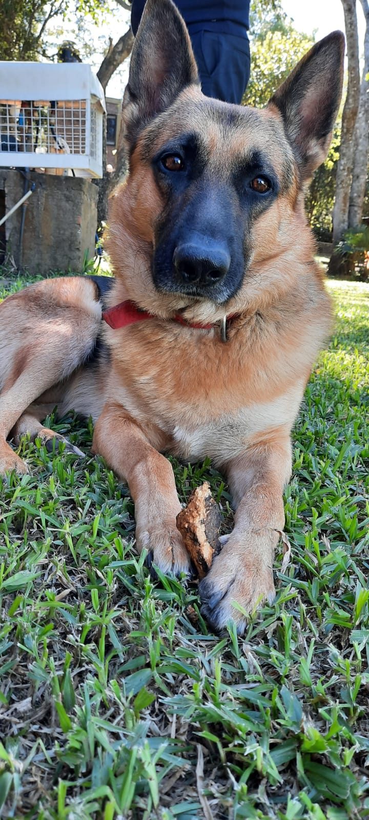 Tadeo — perdido — en Resistencia
