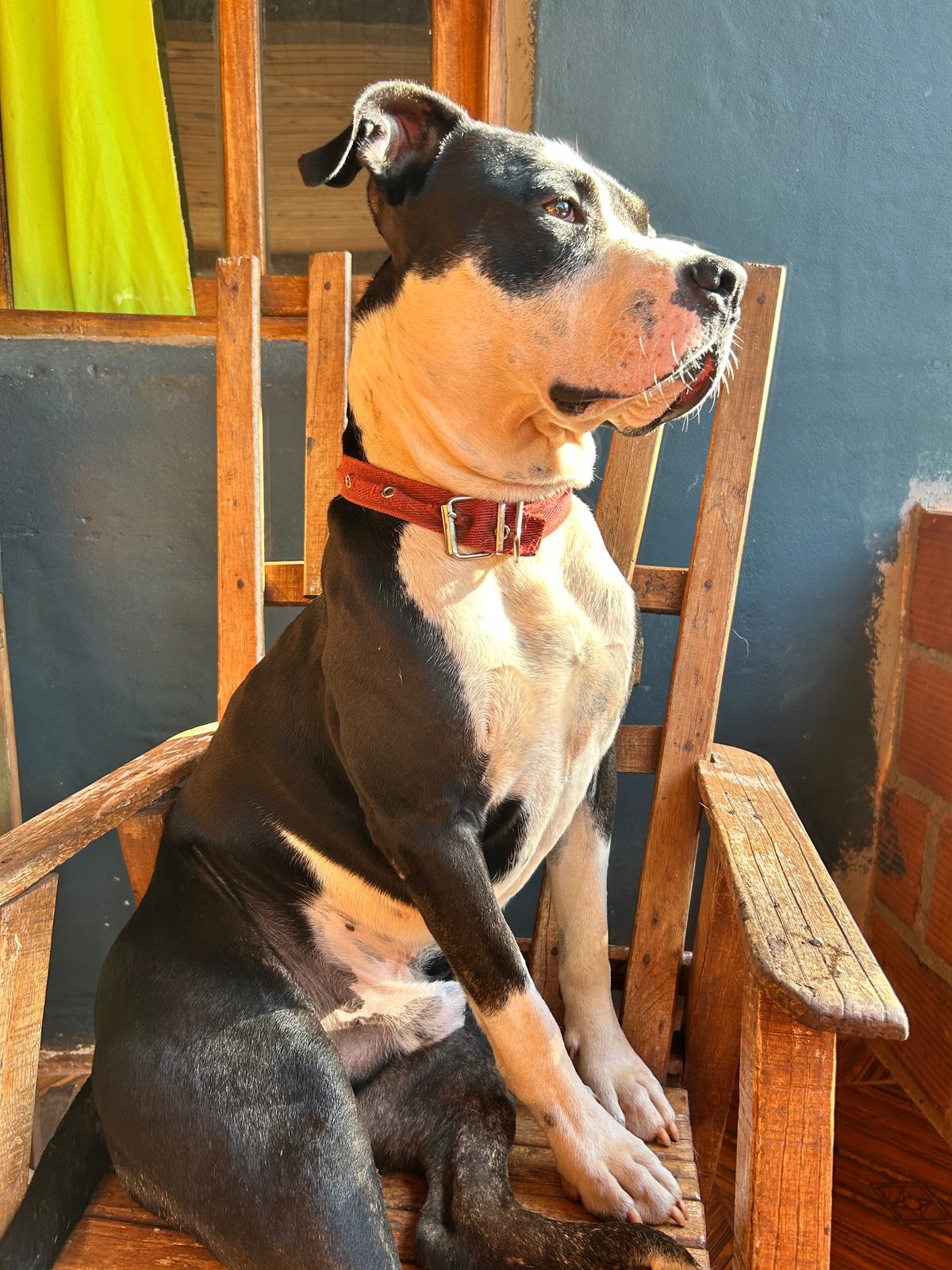 Mailo — Perro mediano — macho — en adopción en Misiones