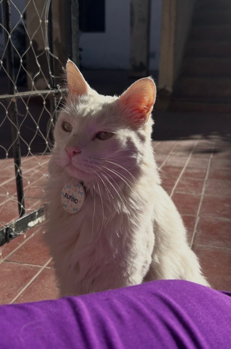 Gato perdido "Rufino" en 1128, José Antonio Álvarez Condarco, Barrio Laprida, Distrito Villa Hipódromo, Departamento Godoy Cruz, Mendoza, 5501, Argentina (foto 2 de 4)
