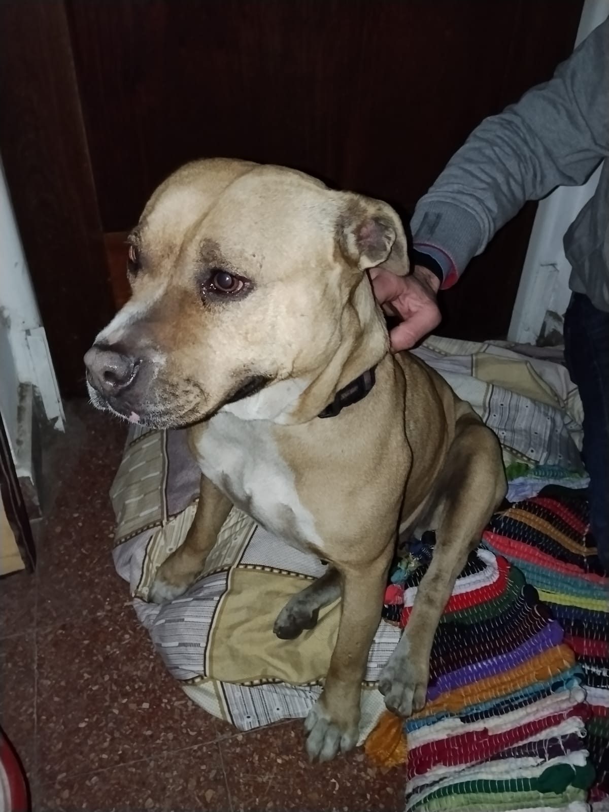 Animal — encontrado — en 966