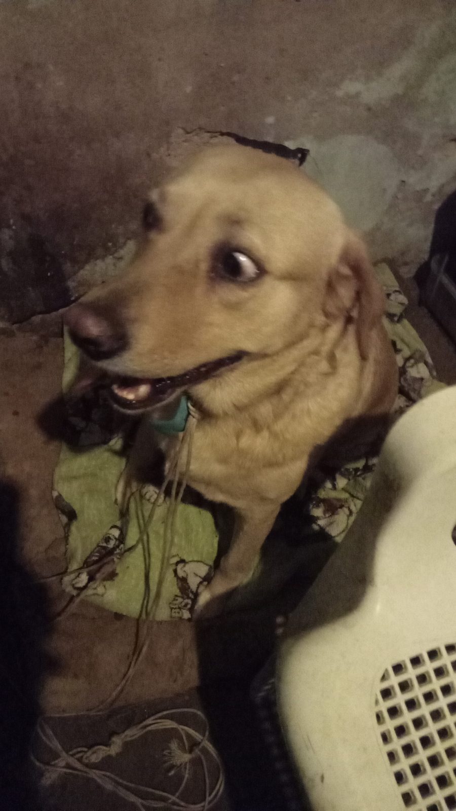 Animal — encontrado — en Antonio Danieri 1446