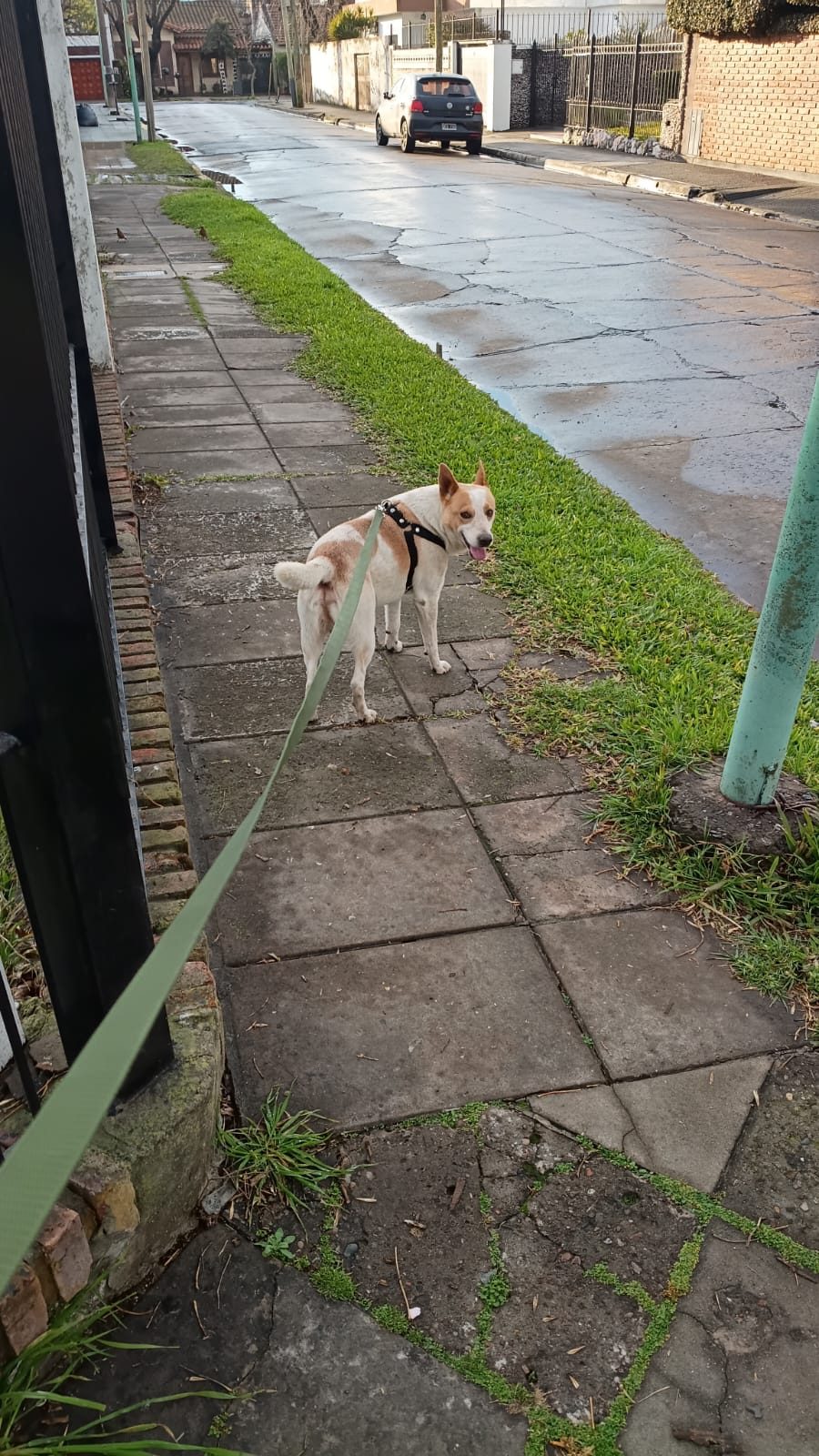 Rocky — en adopción — en Buenos Aires