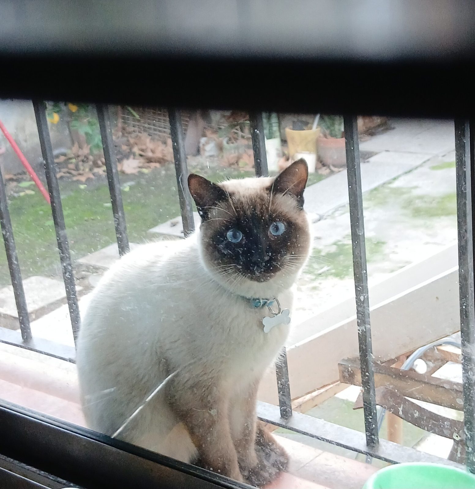 Gato perdido "Donato" en 272, Dolores González Ocantos, Monte Grande, Partido de Esteban Echeverría, Buenos Aires, 1842, Argentina (foto 3 de 6)
