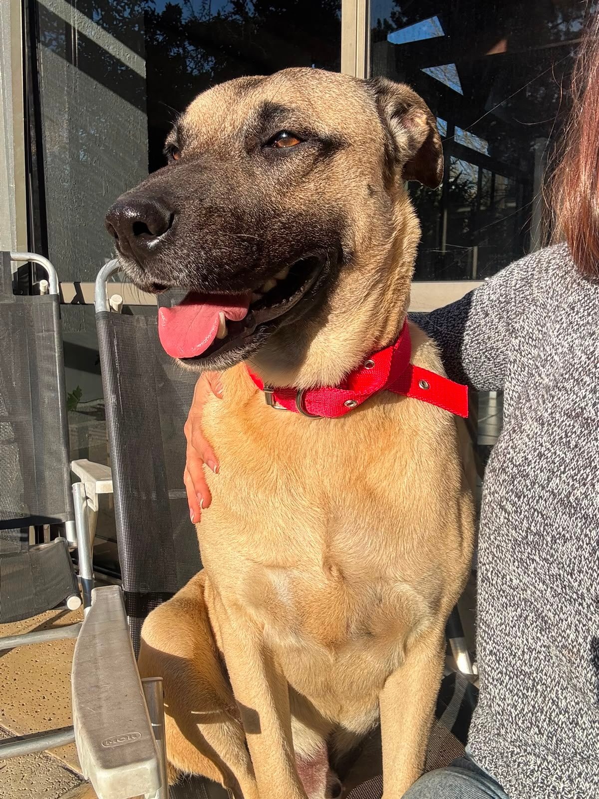 Animal — encontrado — en Canning