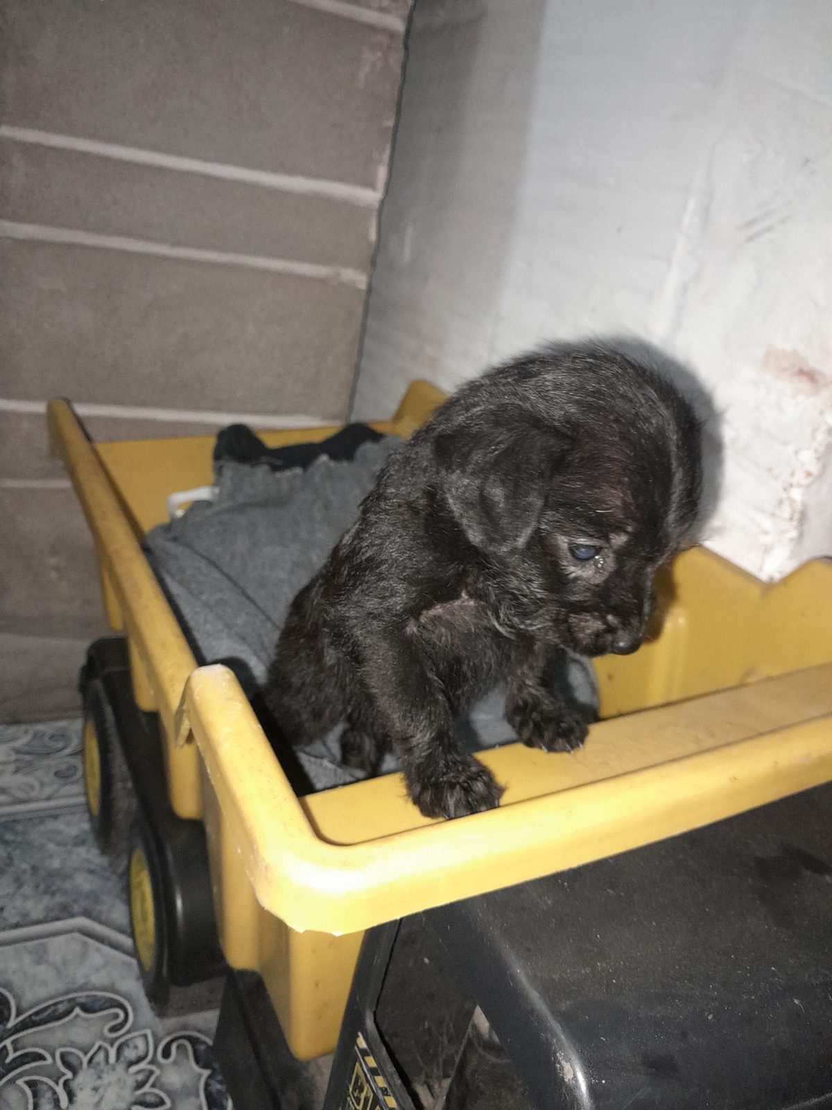 Perro encontrado "Es bebe" en Chacabuco, San Jorge, Moreno, Partido de Moreno, Buenos Aires, B1744, Argentina (foto 2 de 2)