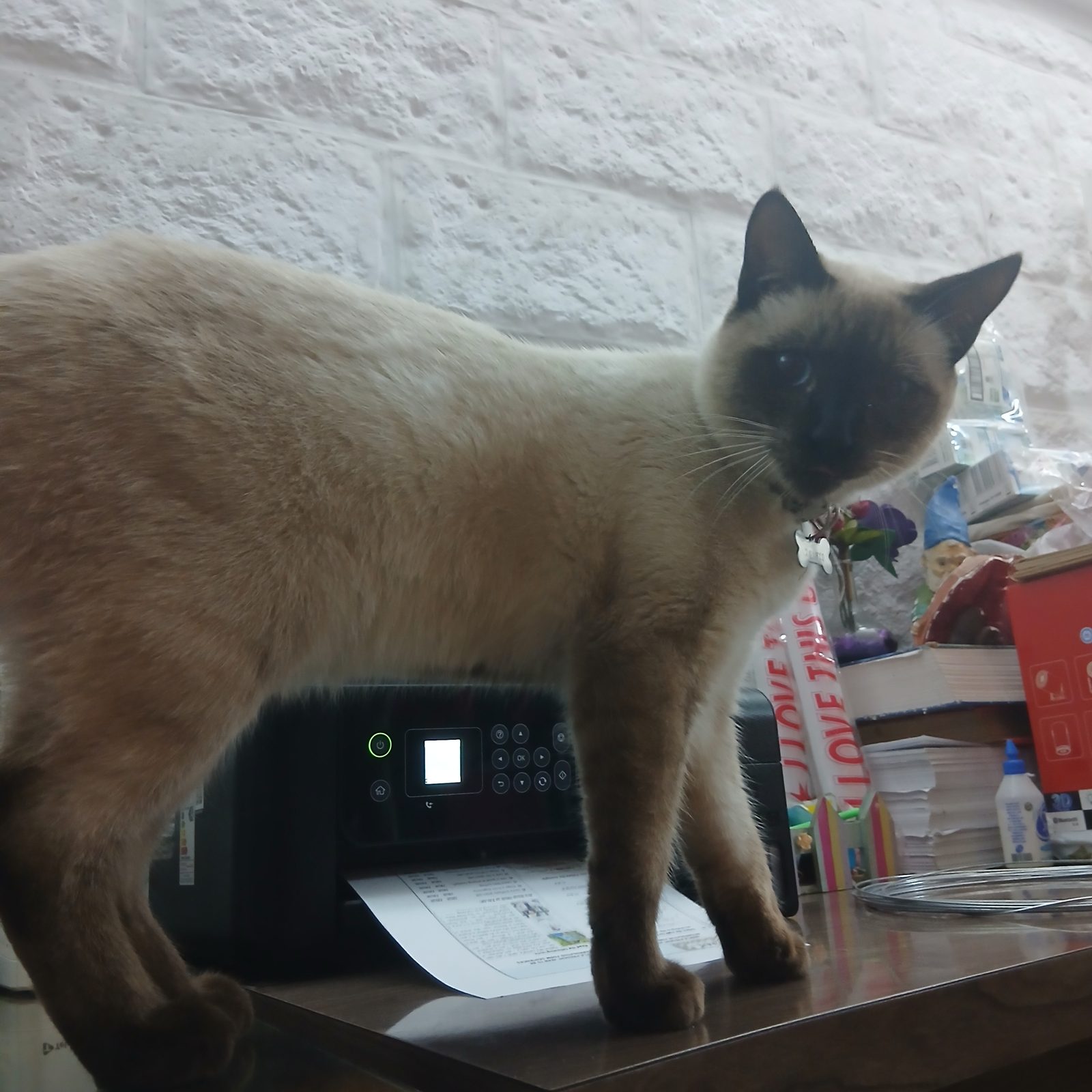 Gato perdido "Donato" en 272, Dolores González Ocantos, Monte Grande, Partido de Esteban Echeverría, Buenos Aires, 1842, Argentina (foto 5 de 6)