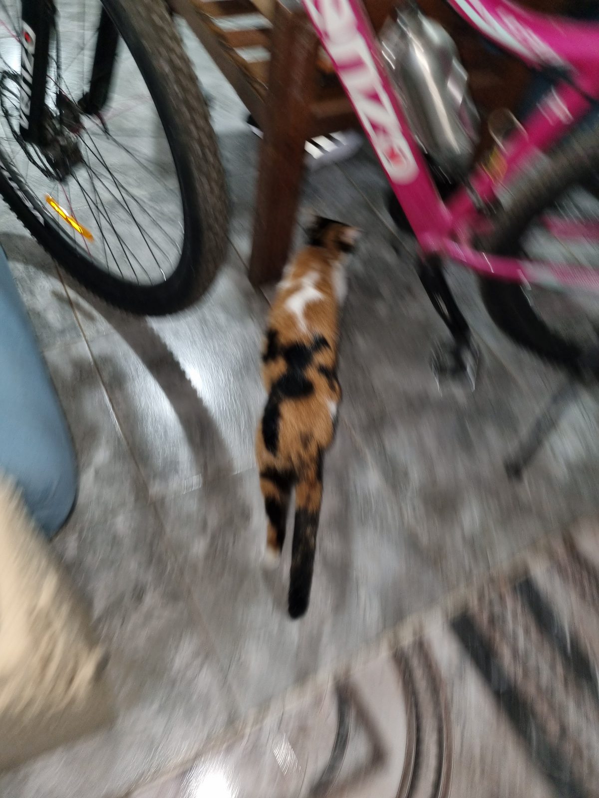 Gato perdido "Galleta" en Avenida Américo Vespucio, Grafico II, Manantial Sur, San Miguel de Tucumán, Departamento Capital, Tucumán, T4128, Argentina (foto 2 de 2)