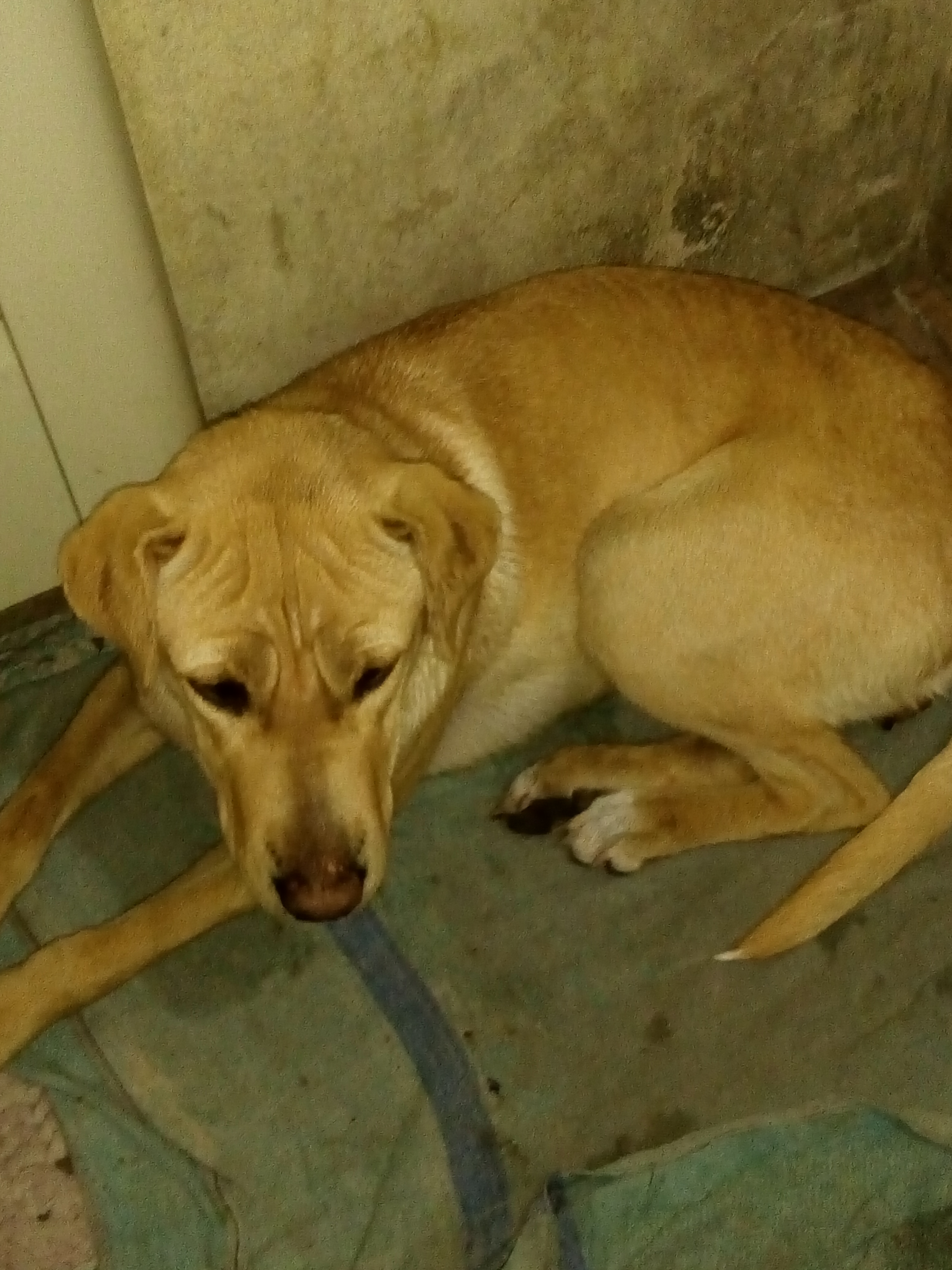 Perro perdido "Dora" en Uruguay, Parque Casado, Distrito Sur, Rosario, Municipio de Rosario, Gran Rosario, Departamento Rosario, Santa Fe, S2000, Argentina (foto 3 de 3)