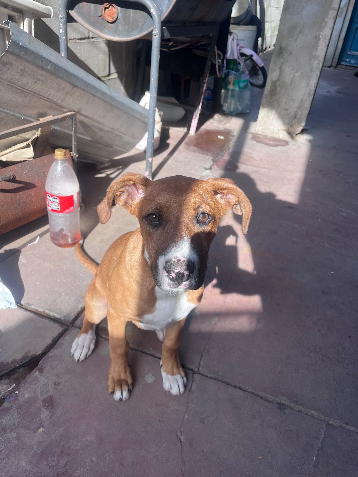 Kira — Perro mediano — hembra — en adopción en Ciudad madero, Buenos Aires