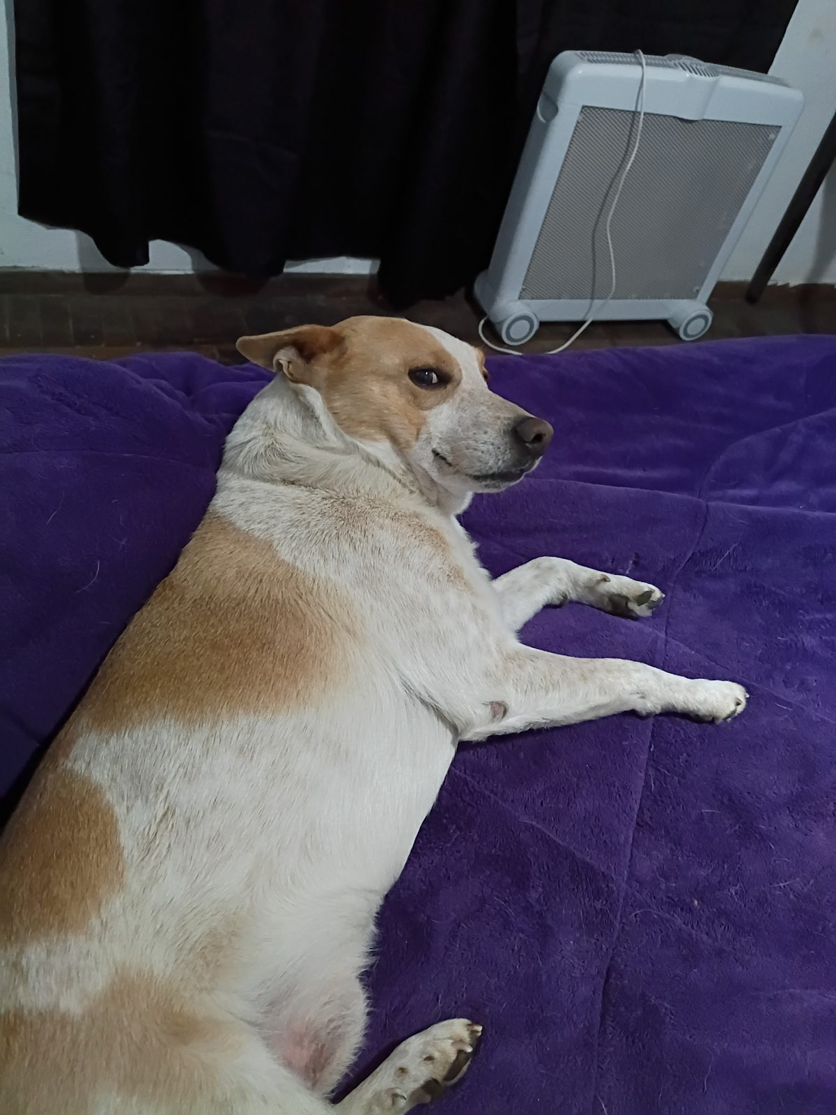 Rocky — en adopción — en Buenos Aires