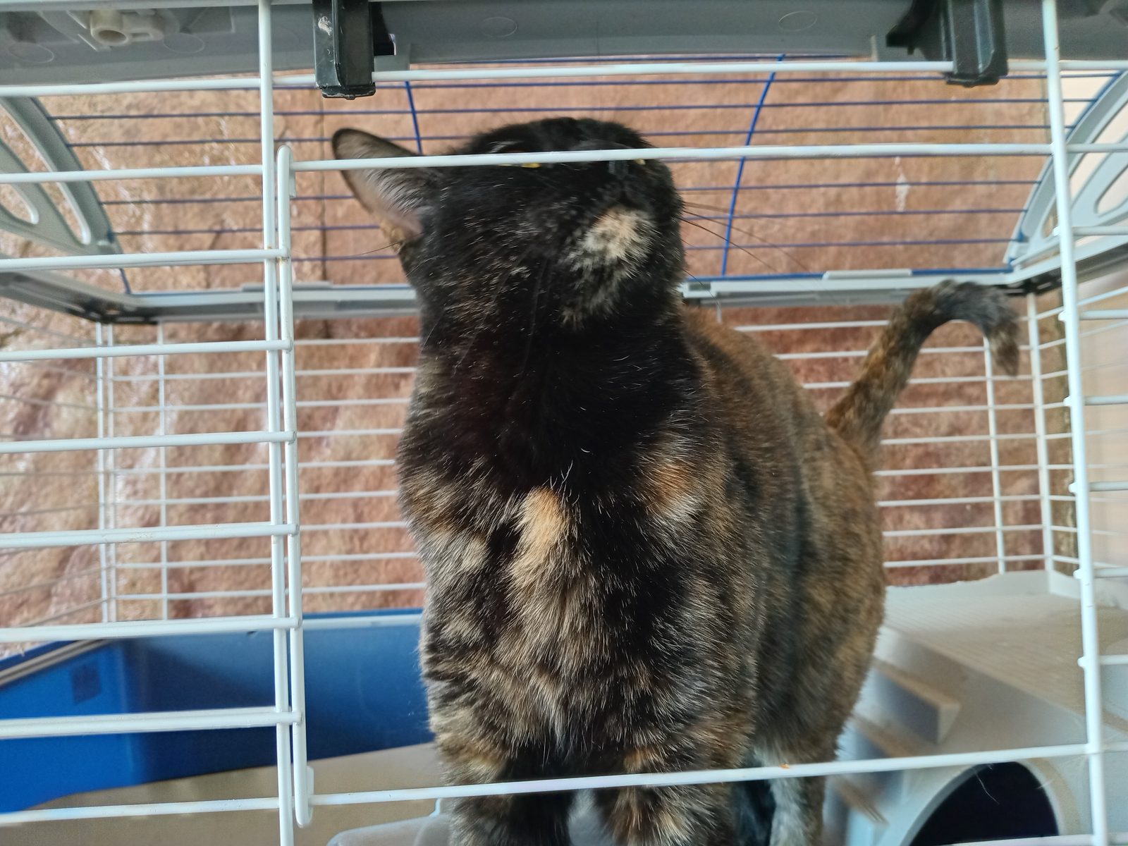 Gato perdido "Moka" en 637, Manuel Castro, Anon Car, Municipio de Puerto Madryn, Departamento Biedma, Chubut, U9120, Argentina (foto 5 de 5)