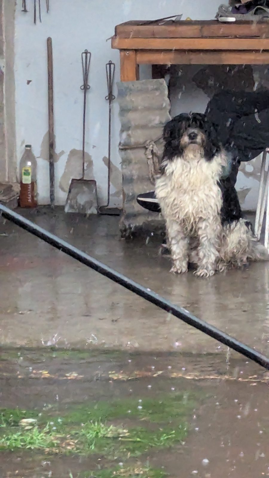 Toby — Perro mediano — macho — en adopción en Bragado, buenos aires