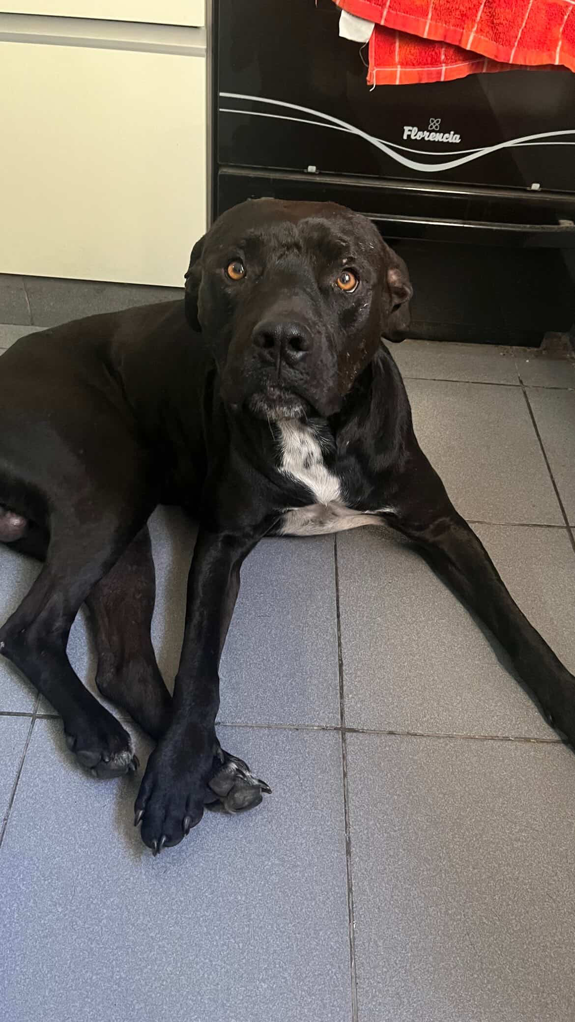 Negro — en adopción — en Sur