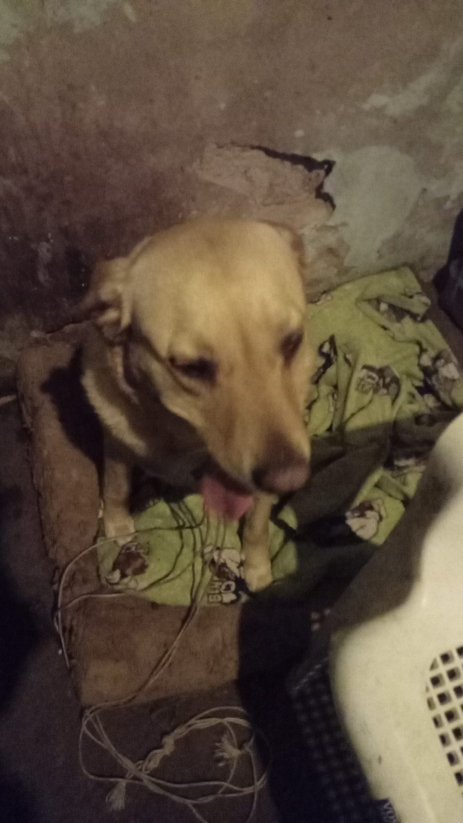 Perro encontrado en Antonio Danieri 1446 (foto 3 de 4)