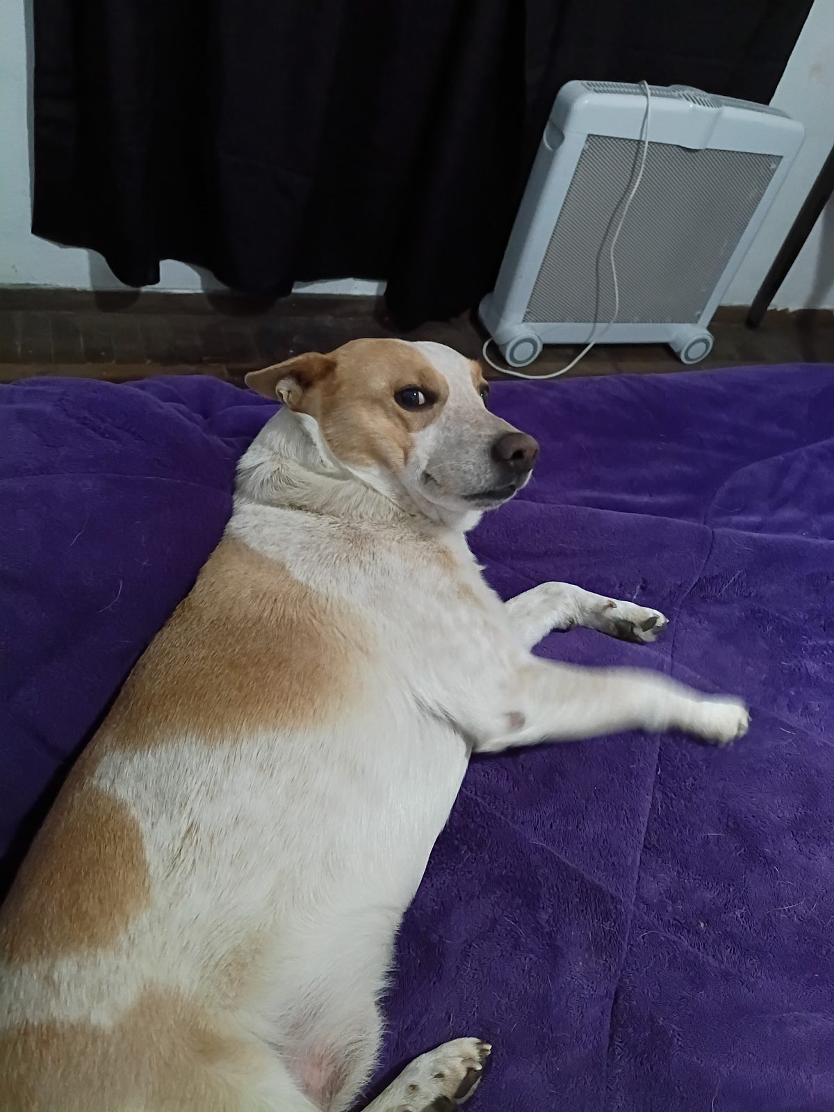 Rocky — Perro mediano — macho — en adopción en Buenos Aires, Ituzaingó