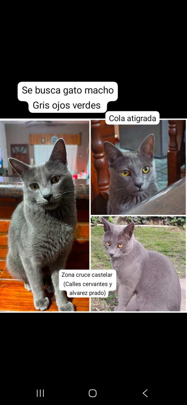 Simba — perdido — en Tablada